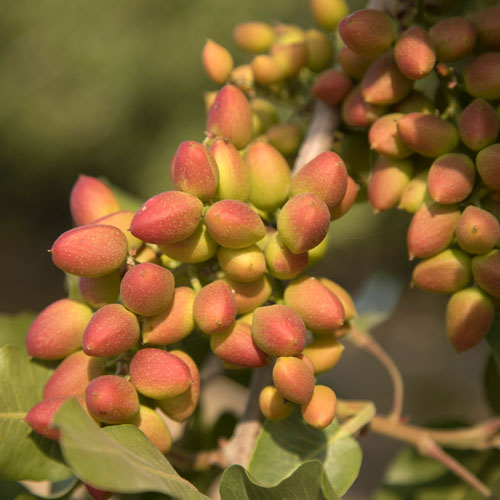 American Pistachios