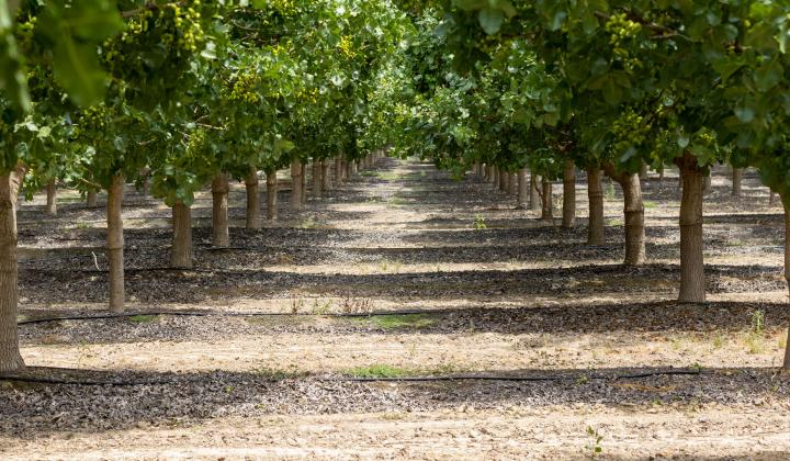 American Pistachio Growers