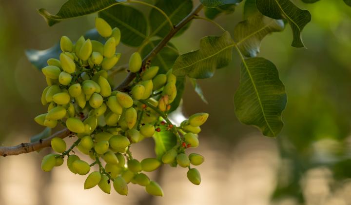 American Pistachio Growers